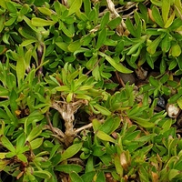 Silene davidii